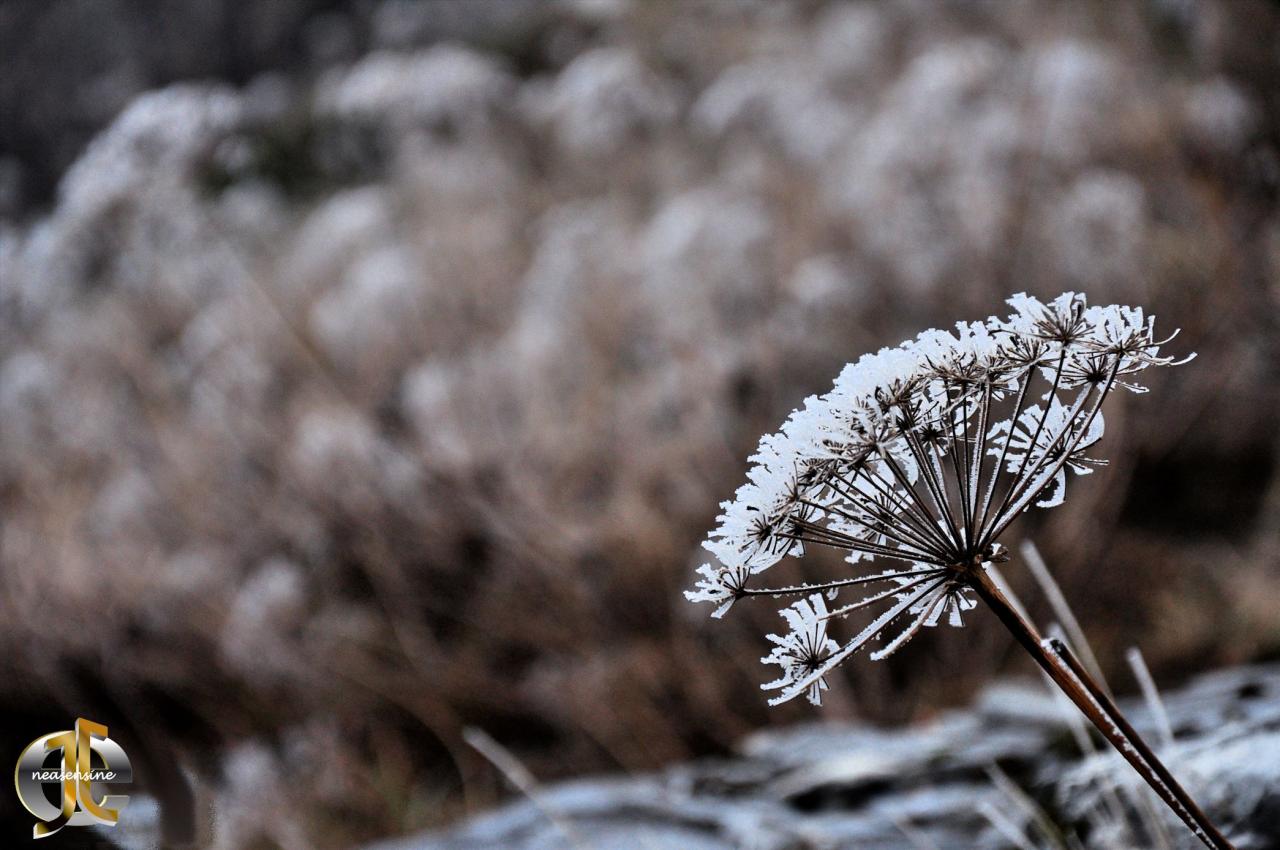 Couronne de givre