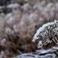 Couronne de givre