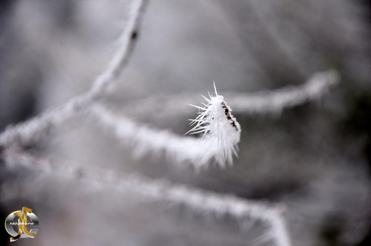 Le mille-pattes blanc