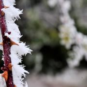 Givre piquant