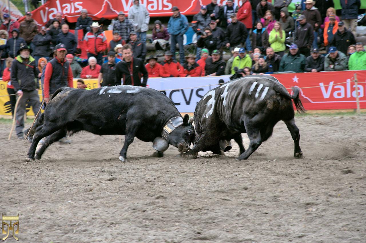 Un duel de toute beauté