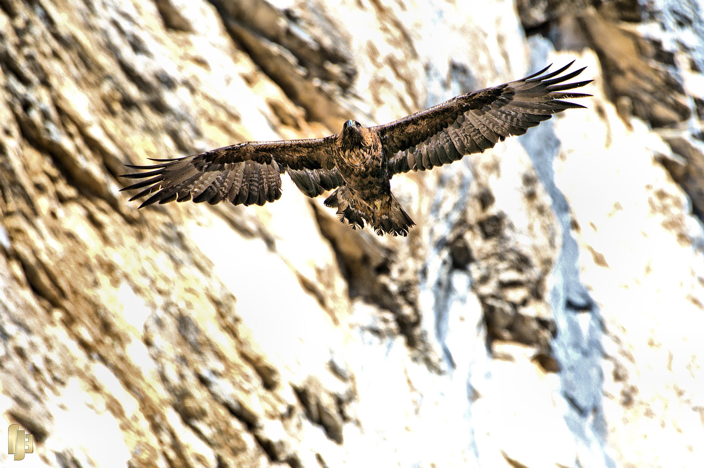 Aigle royal en quête de thermiques - art.220150