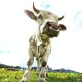 Un taureau sur l'alpe - art.200650