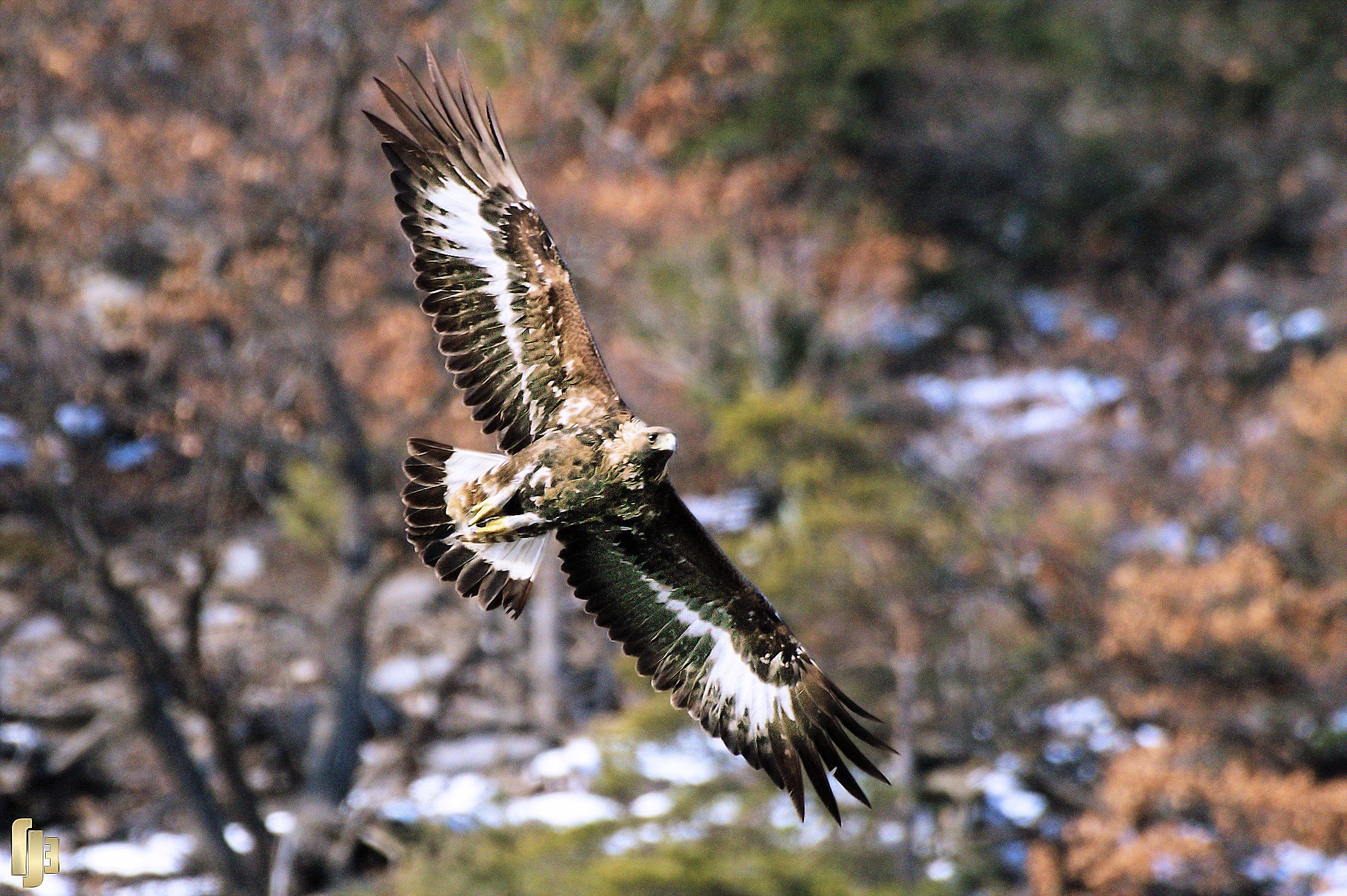 Décor royal - art.251253