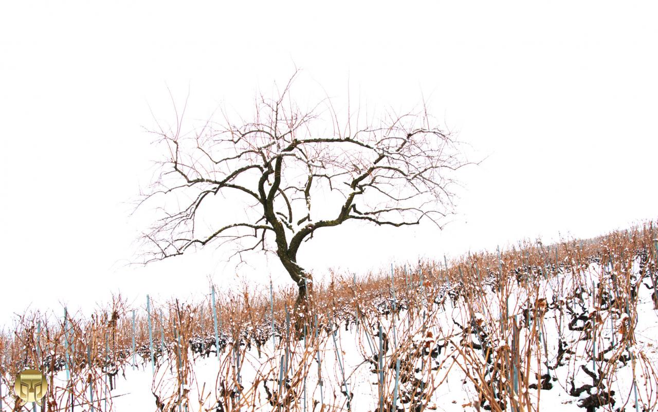 Nu au milieu des vignes