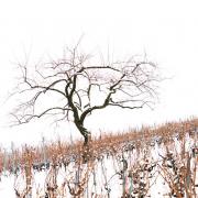 Nu au milieu des vignes