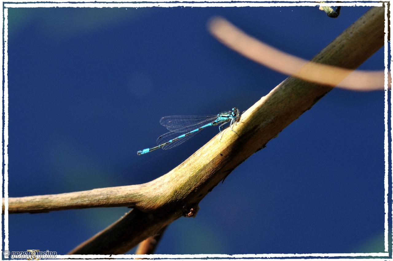 L'été de la libellule bleue