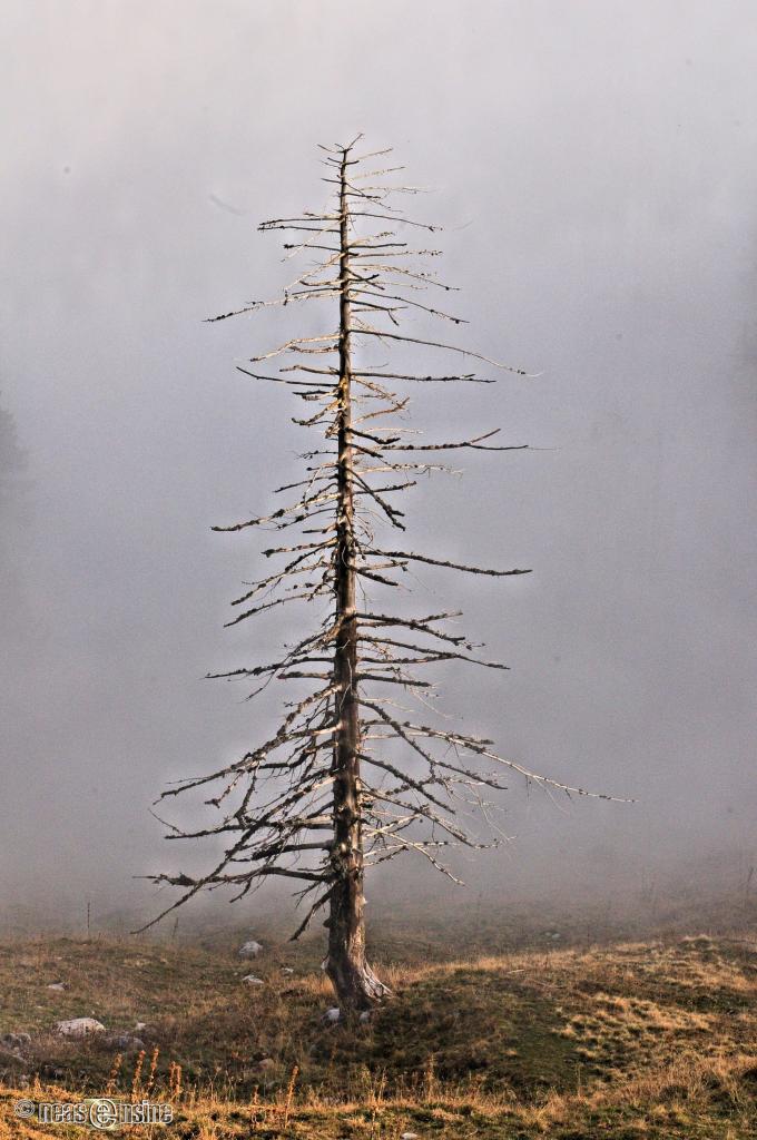 Avant que le brouillard ne l'avale