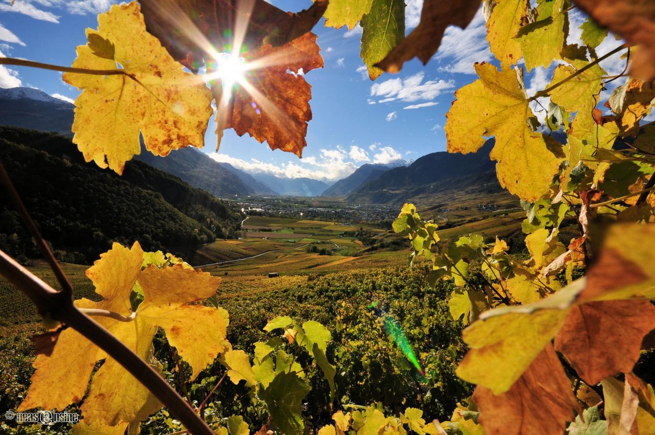 Le Valais, pays de la vigne et du vin