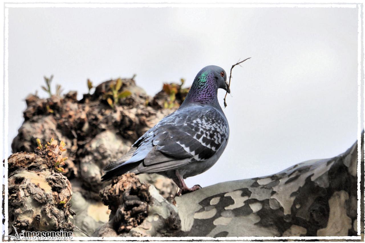 Le pigeon de la Place Centrale