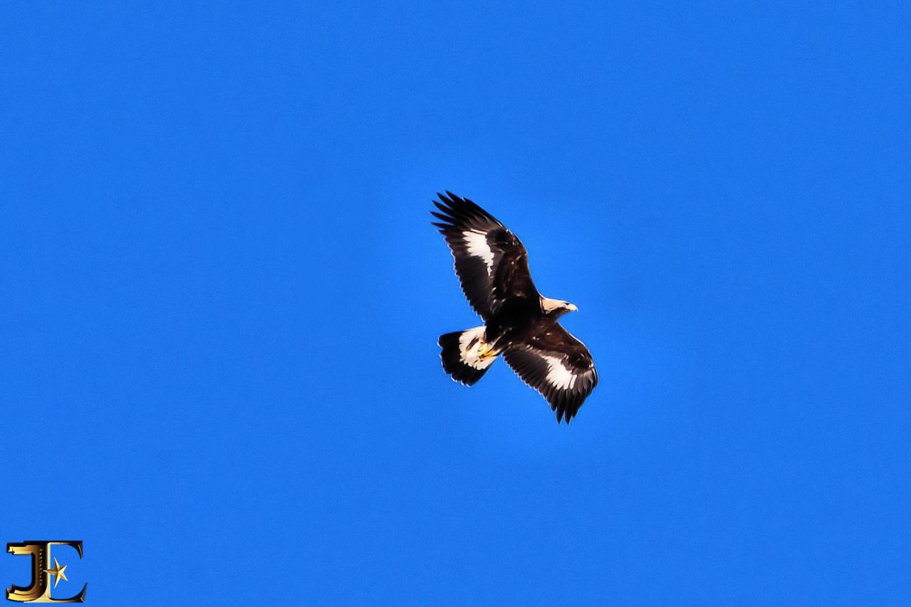 L'aigle des Alpes