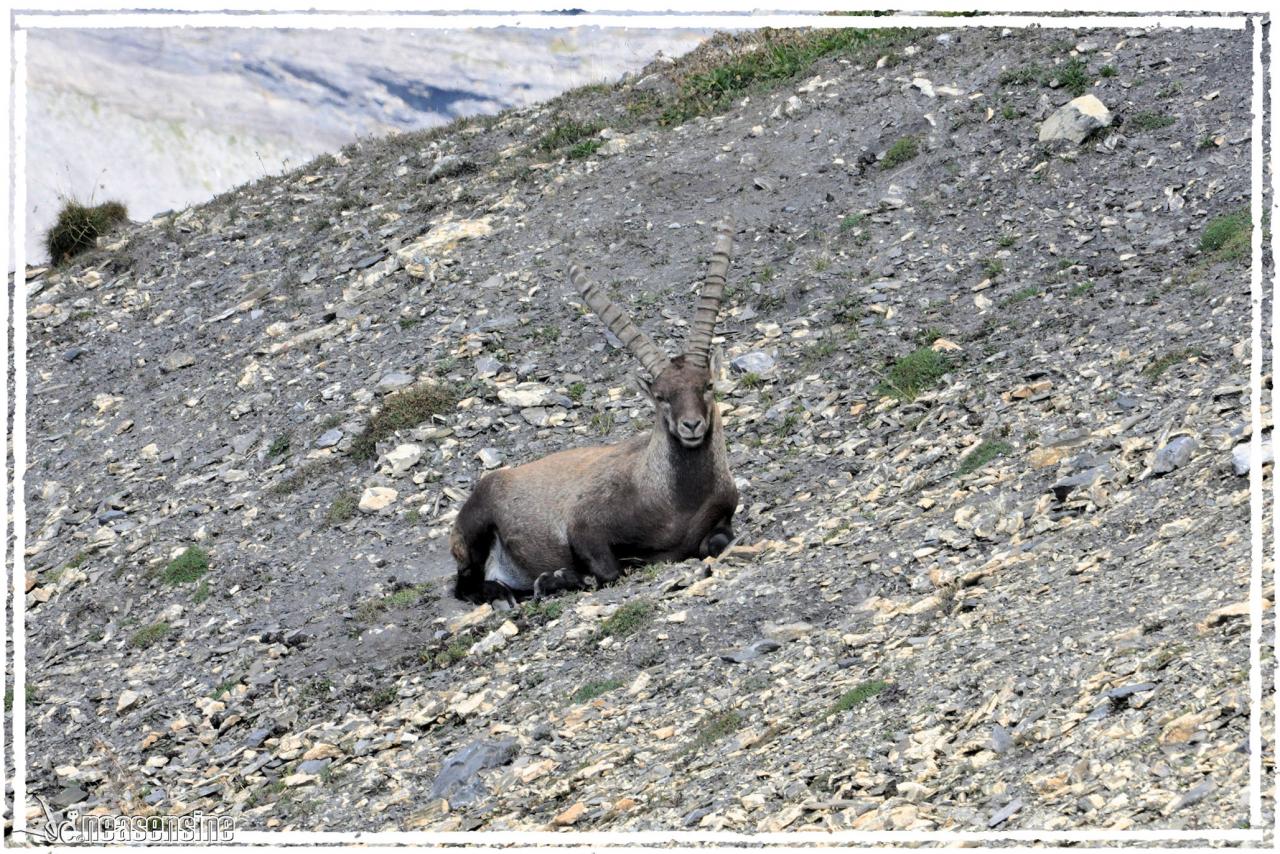 Couleur camouflage