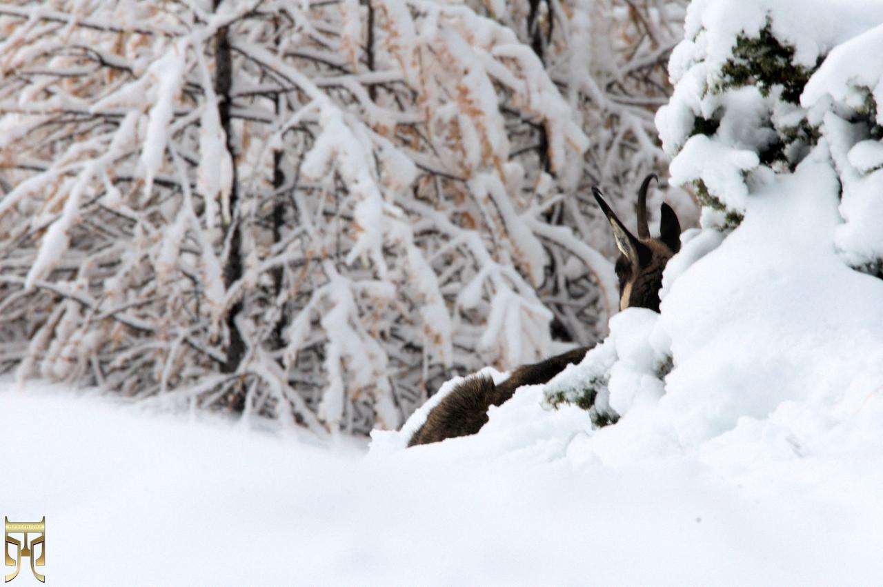 Première neige