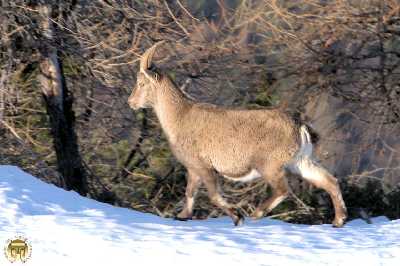 Petit trot dans la neige