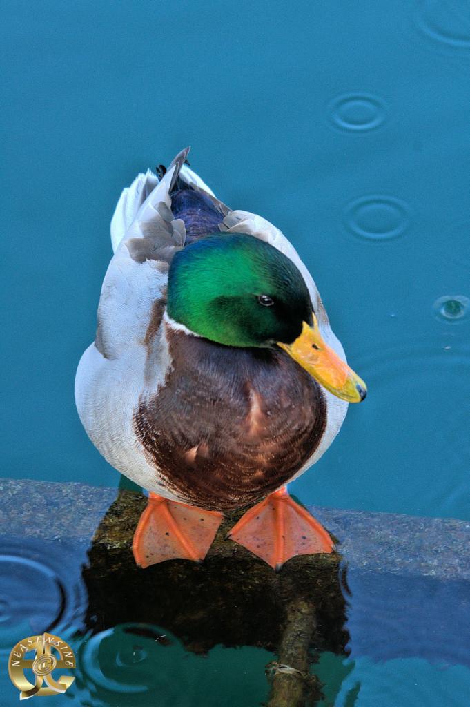 La récré du Colvert