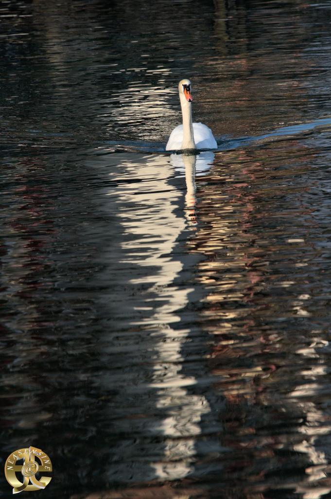 La route du cygne