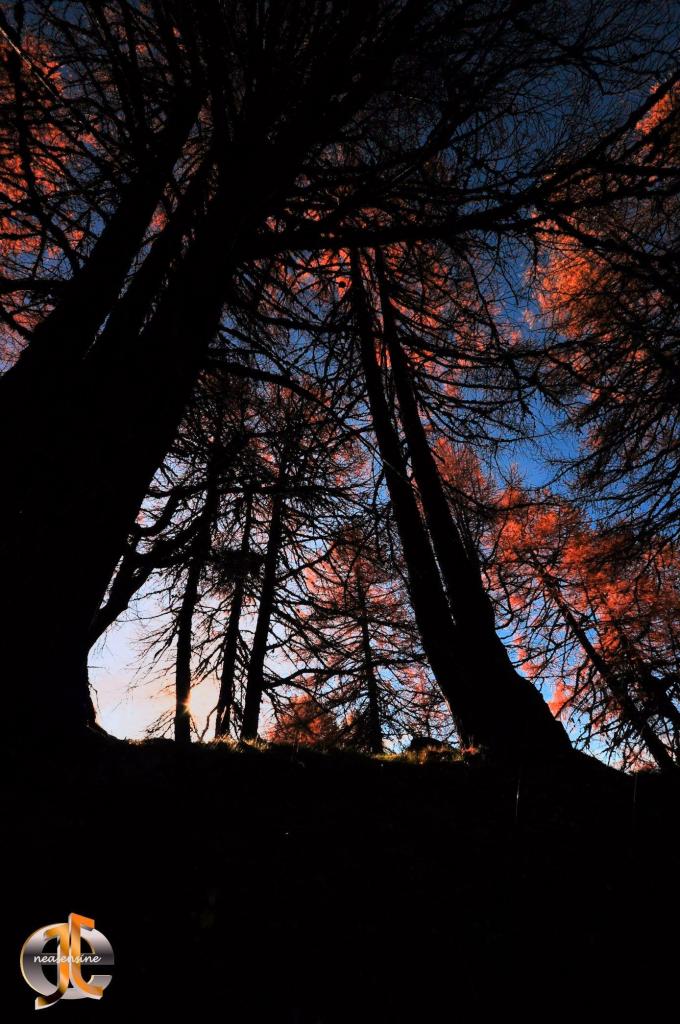 Mélèzes en feu