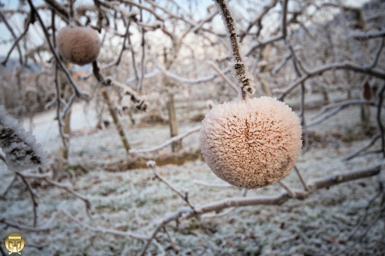 Sorbet Pomme