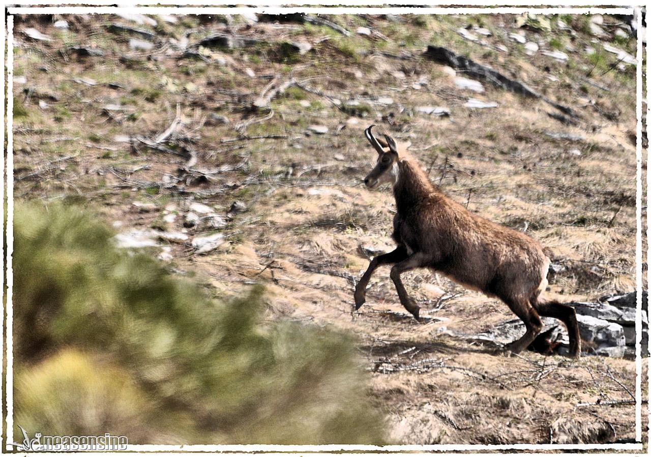 Chamois au printemps