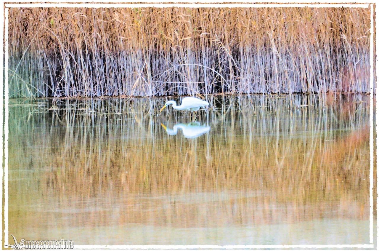 Aigrette coquette