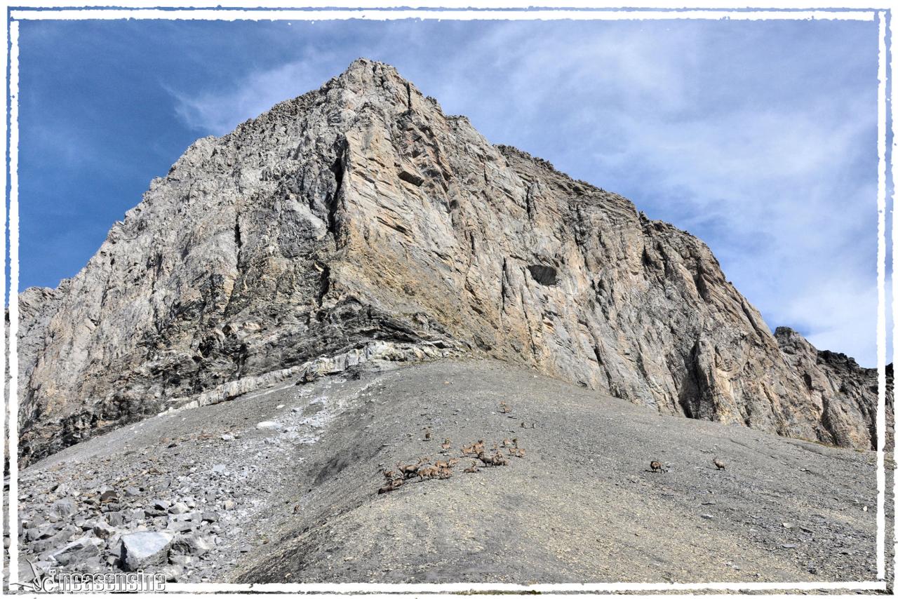 Mont-Gond terre de bouquetins