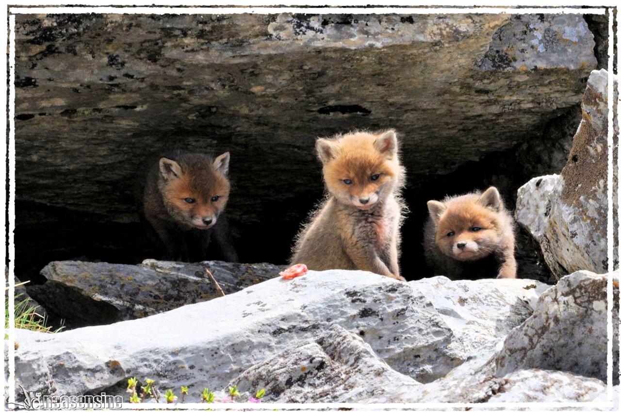 Les trois frères