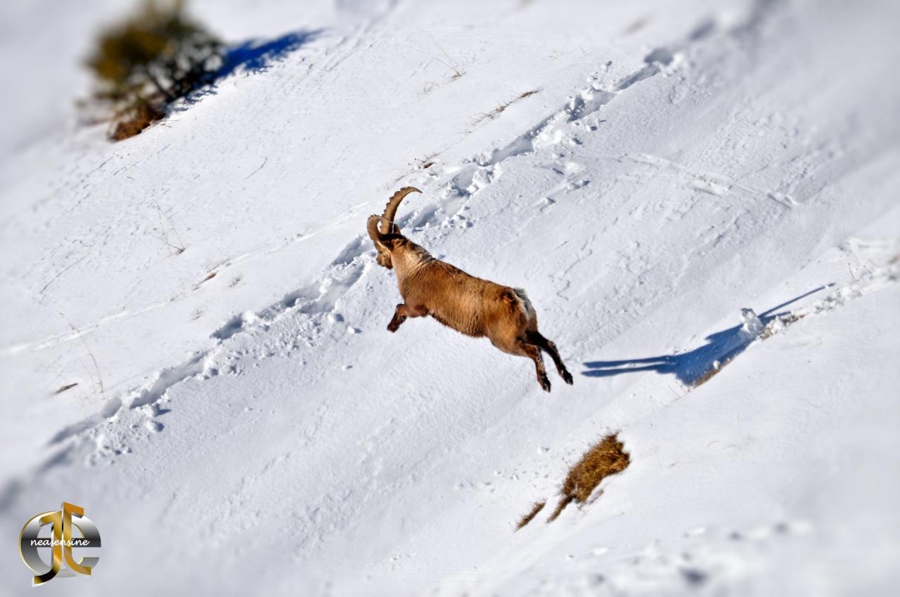 Le grand saut