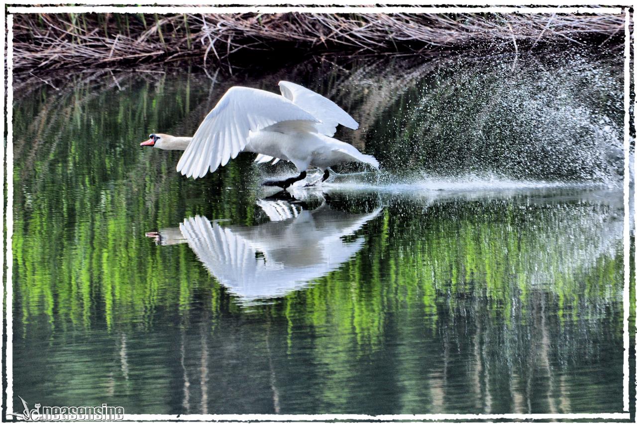 La marche sur l'eau