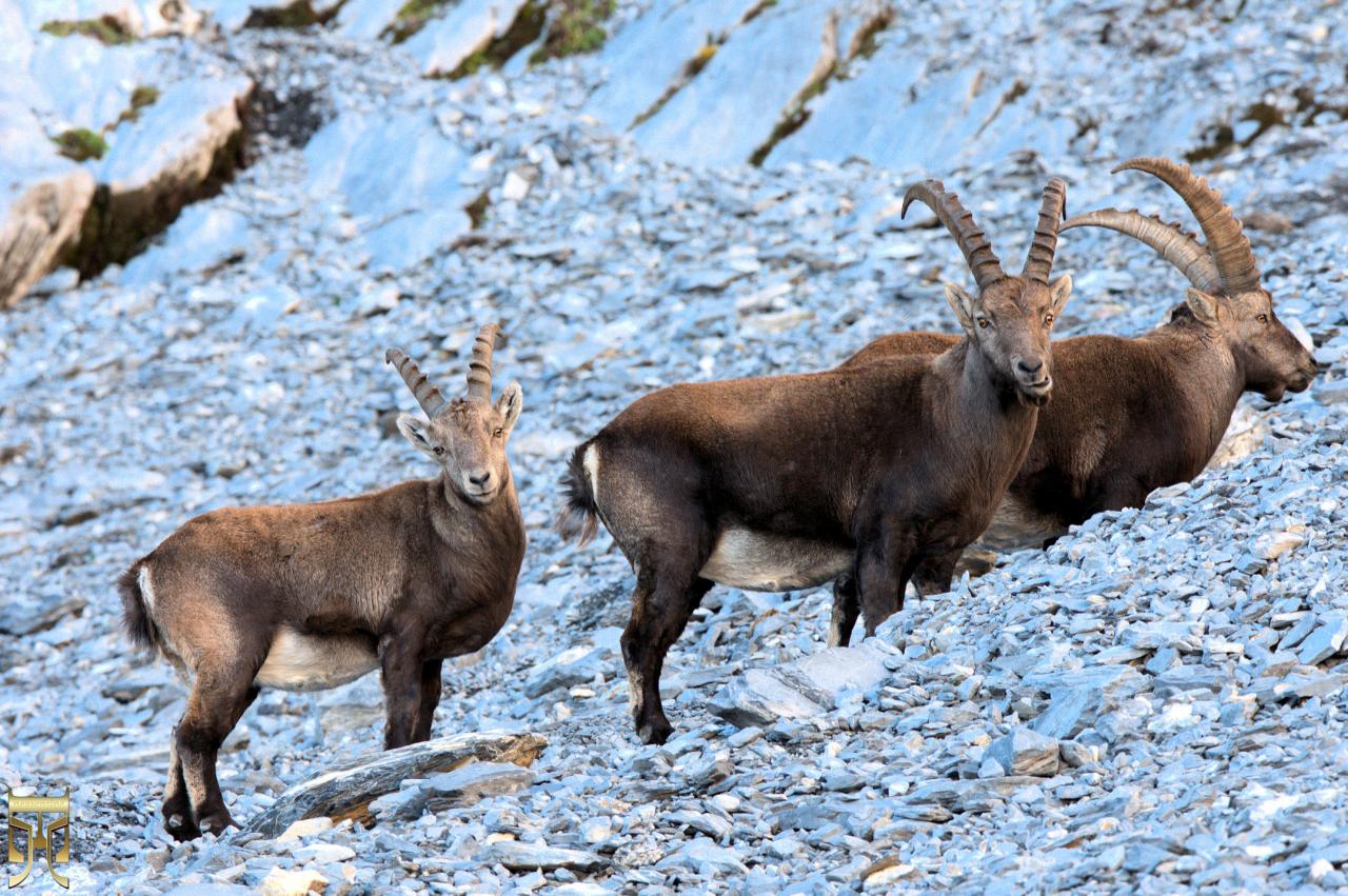 Trio de cornes