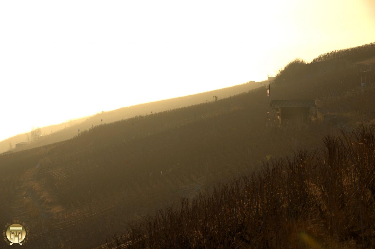 Le vignoble en nuances solaires