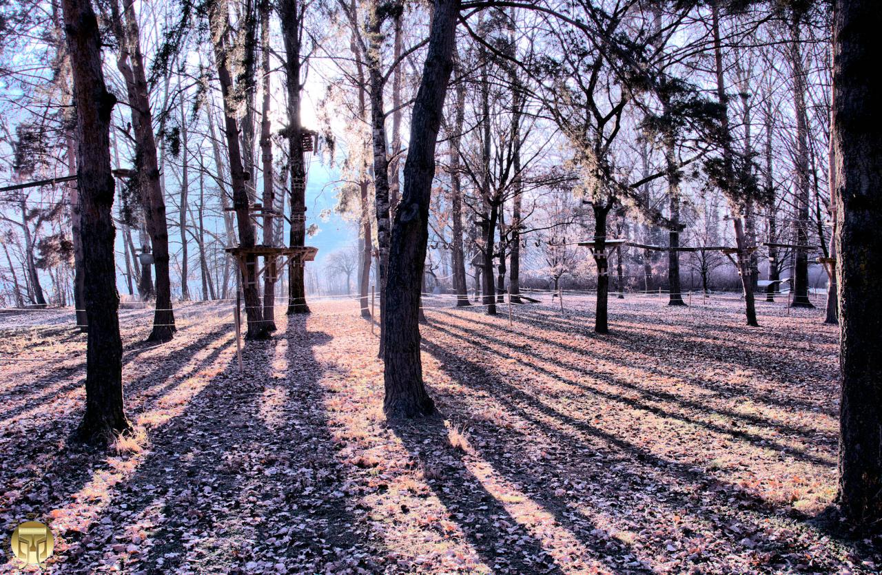 Forêt d'ombres