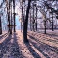 Forêt d'ombres