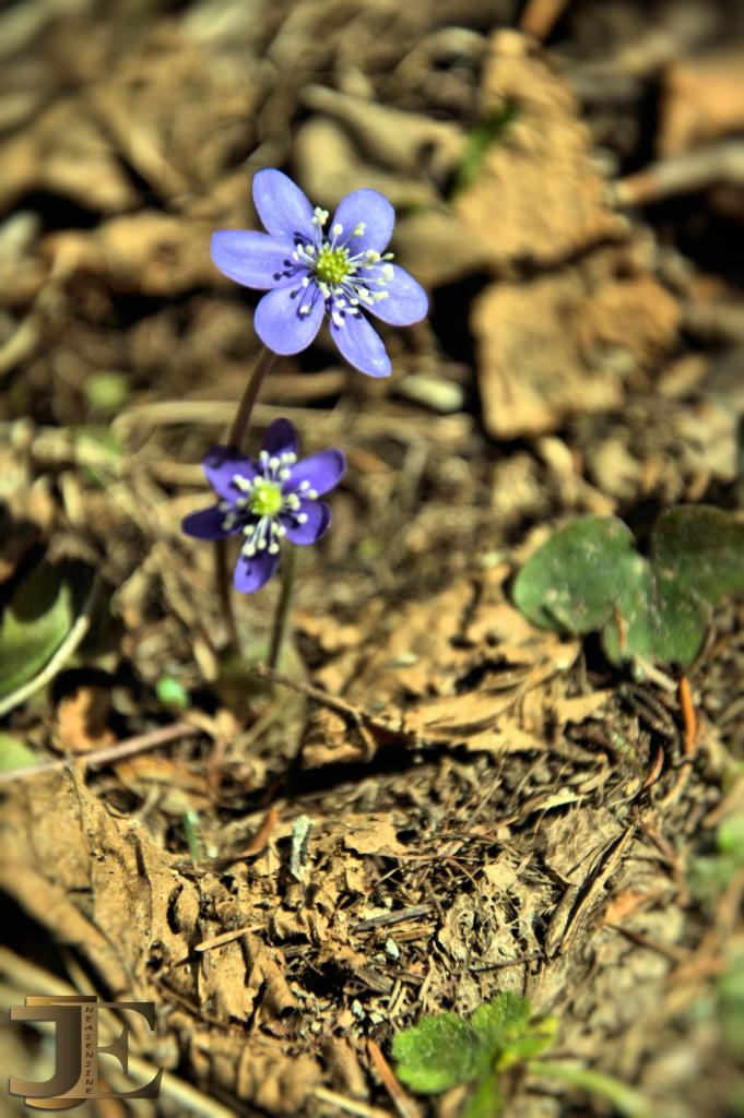 Géranium sauvage 