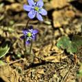 Géranium sauvage 