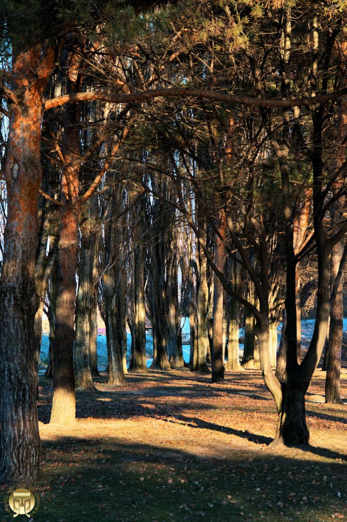 La tranquillité du sous-bois 