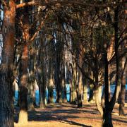 La tranquillité du sous-bois 