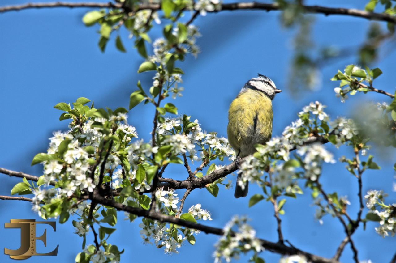 La Mésange