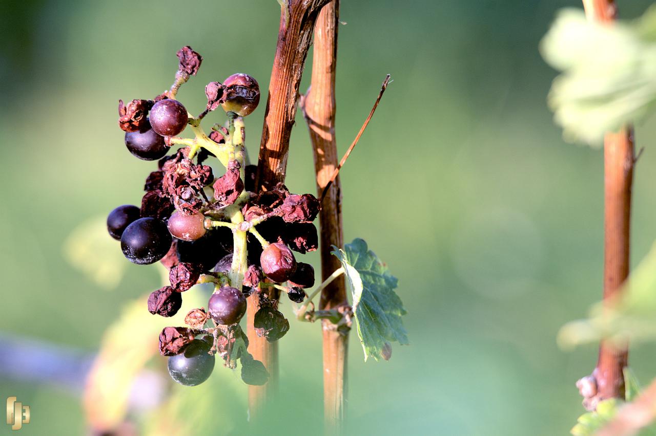 Le fruit de la grêle