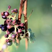 Le fruit de la grêle