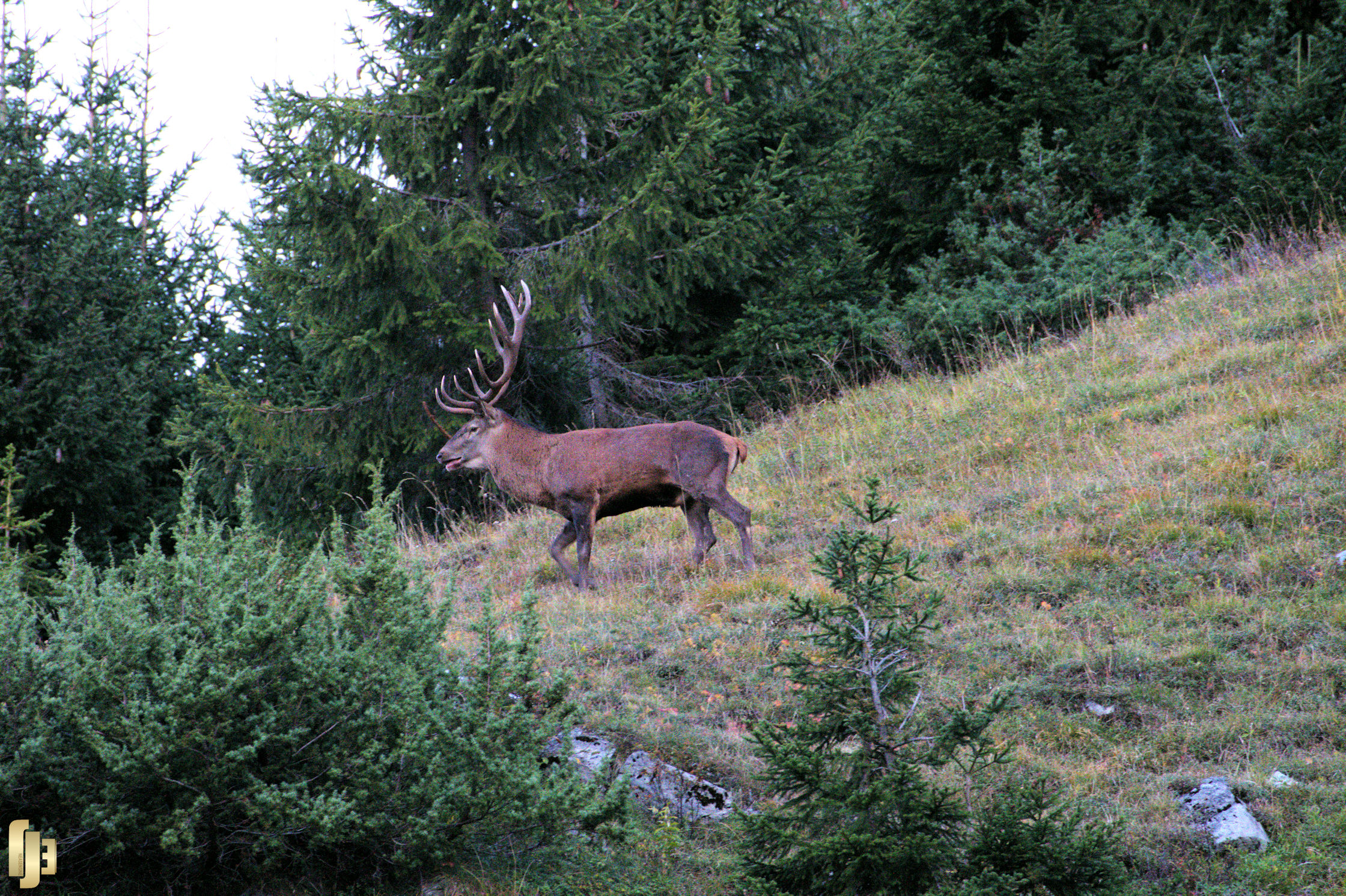 Le roi de la forêt veille