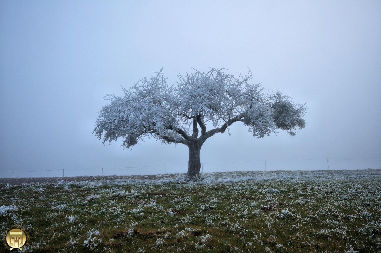 La couronne d'argent