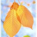 Douceur automnale