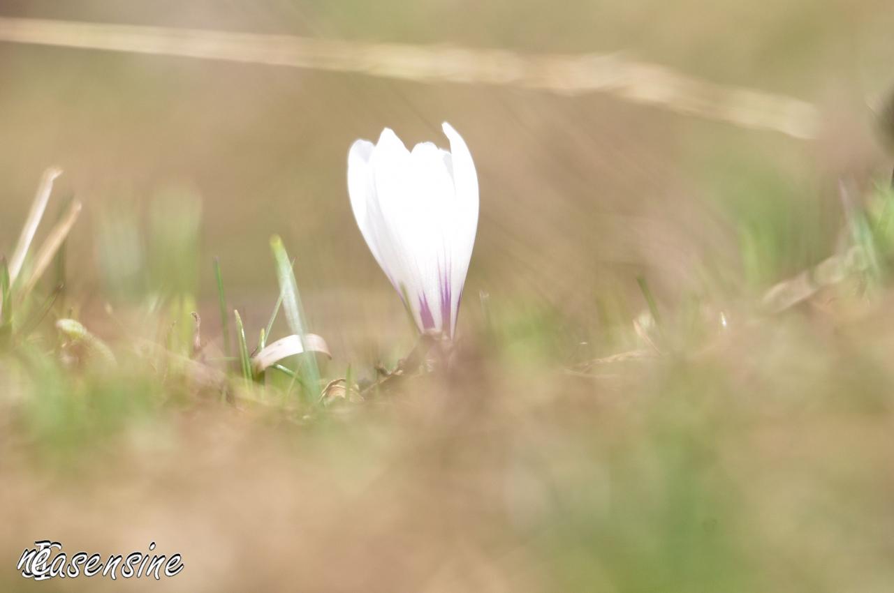 Le Crocus ou Safran printanier