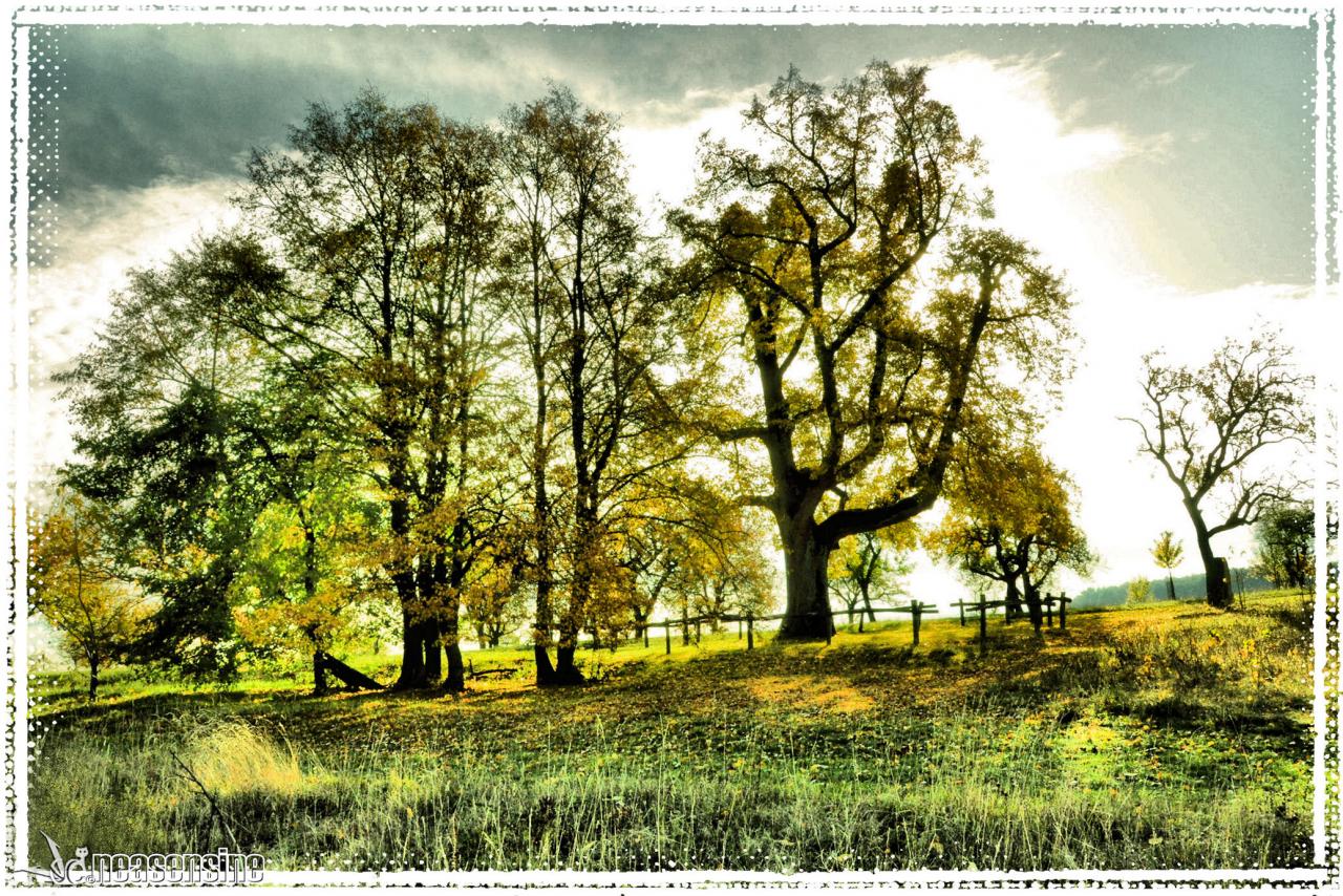 Le jardin de Goethe