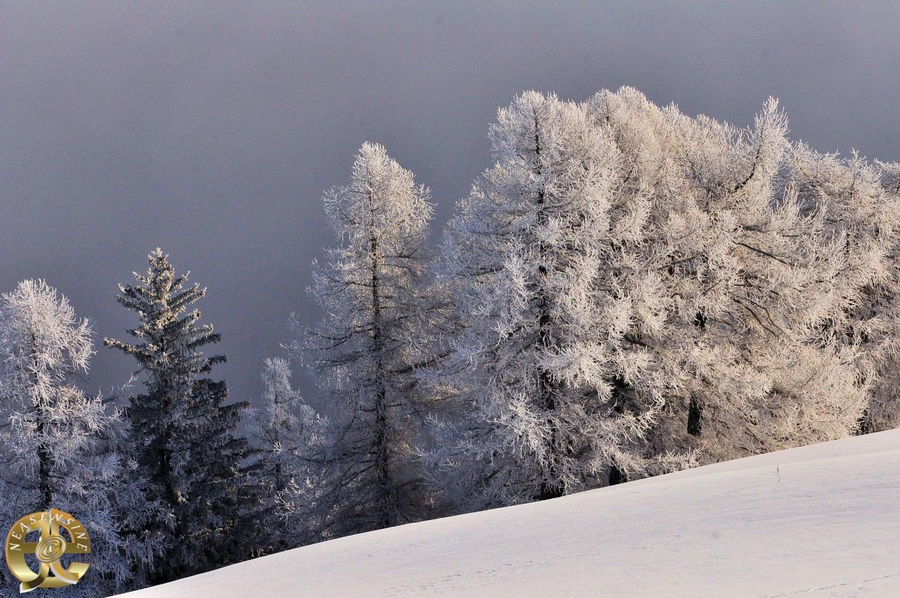 Vêtus de givre