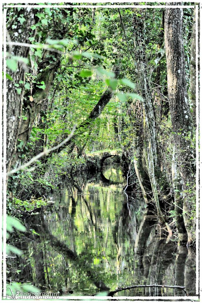 Le Petit Marais de Divonne