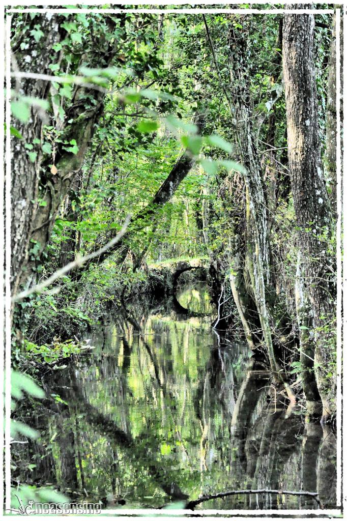 Le Petit Marais de Divonne