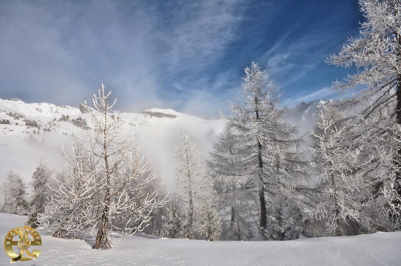 La forêt blanche