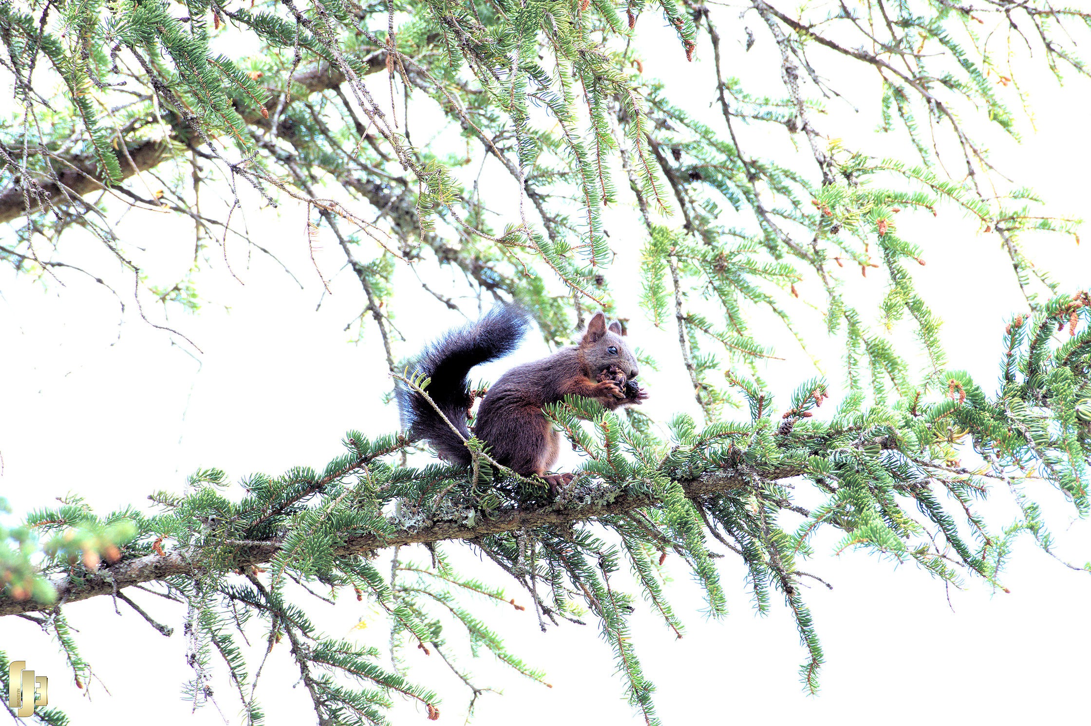 Le voltigeur des sapins