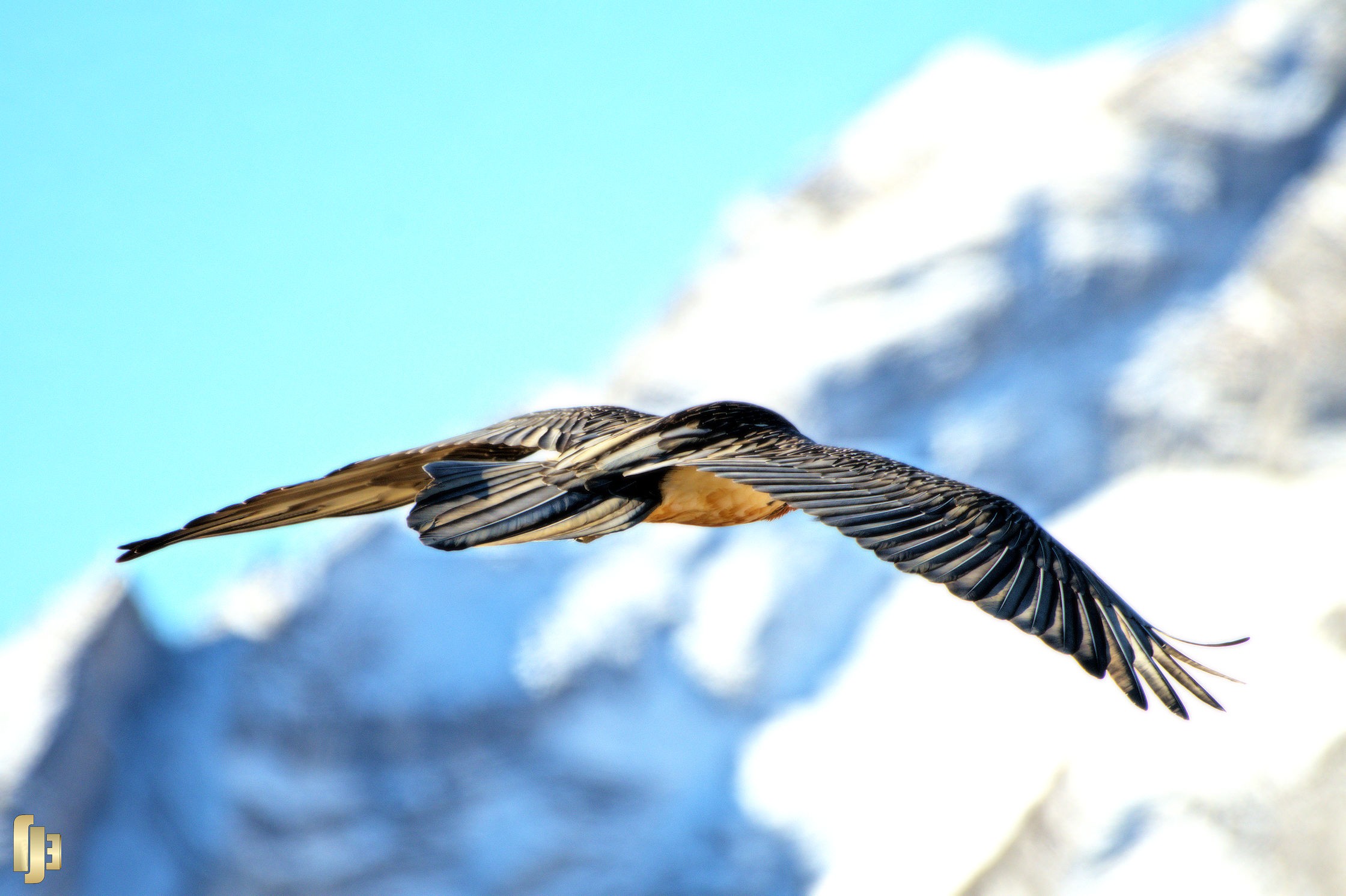 L'incroyable plumage du Gypaète barbu - art.211115